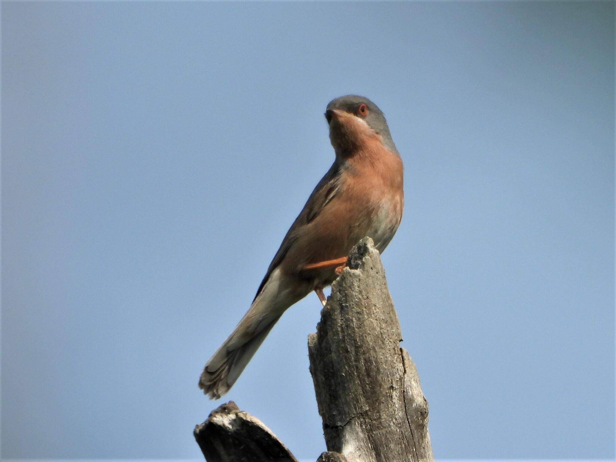 Moltoni's Warbler