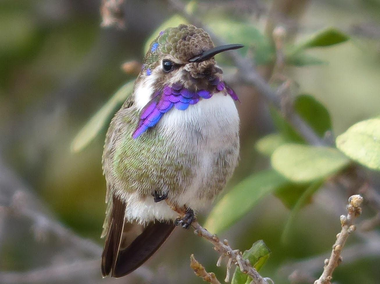 Trochilinae