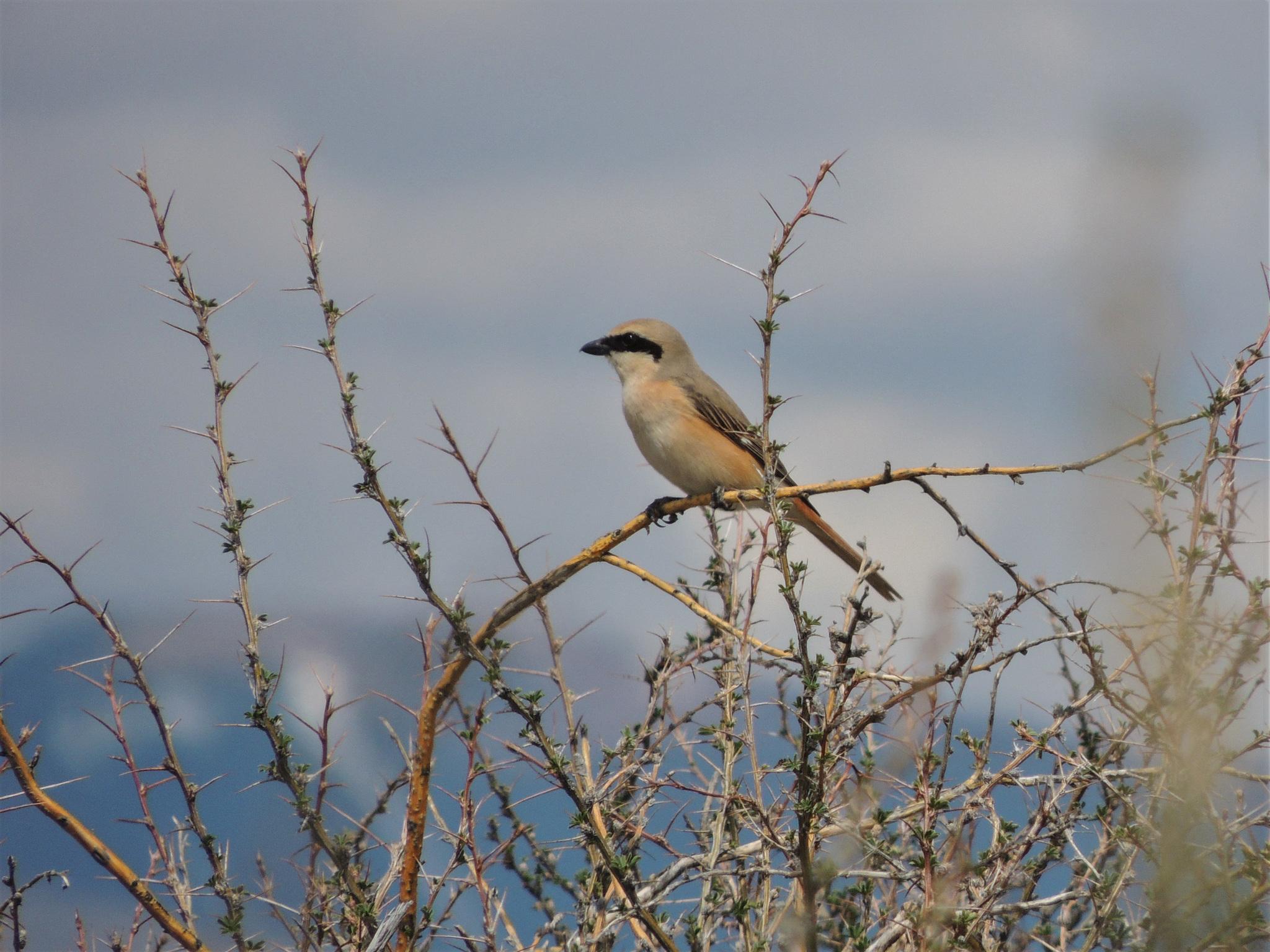Isabelline Shrike