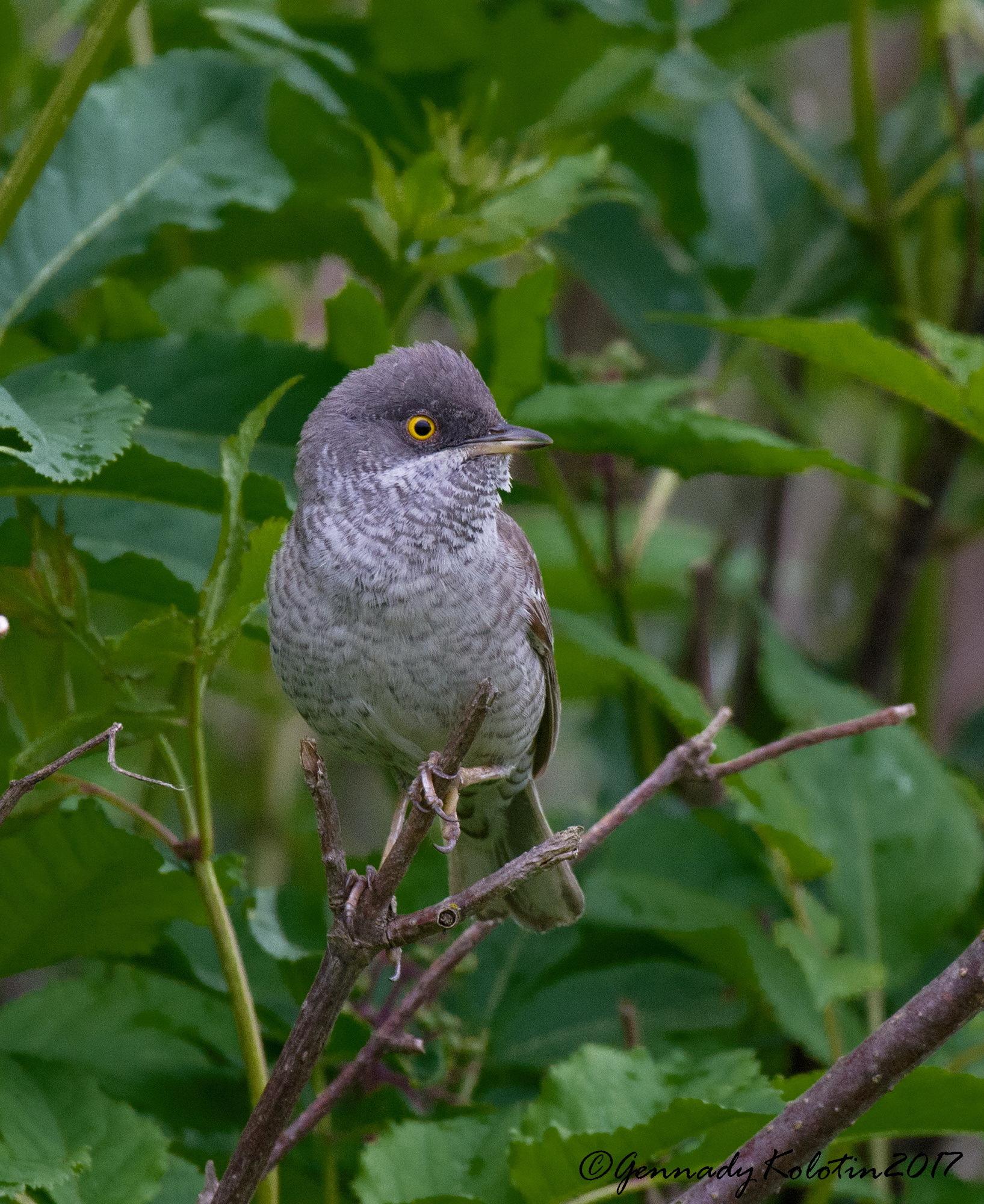 Barred Warbler