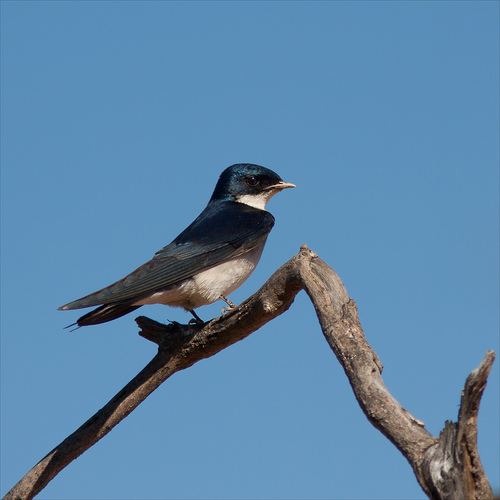 Golondrina Perlada