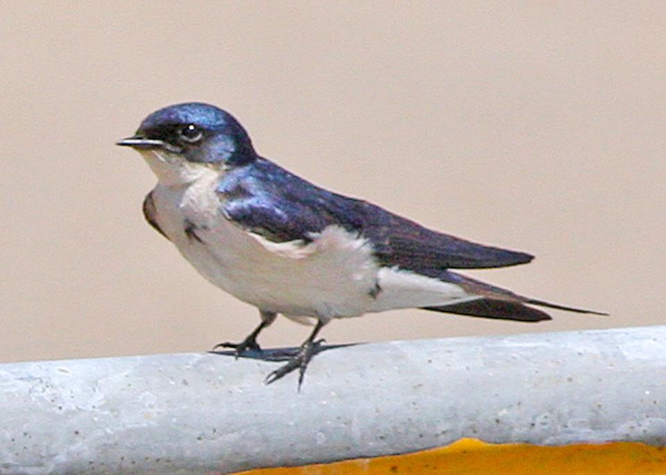 Golondrina Perlada