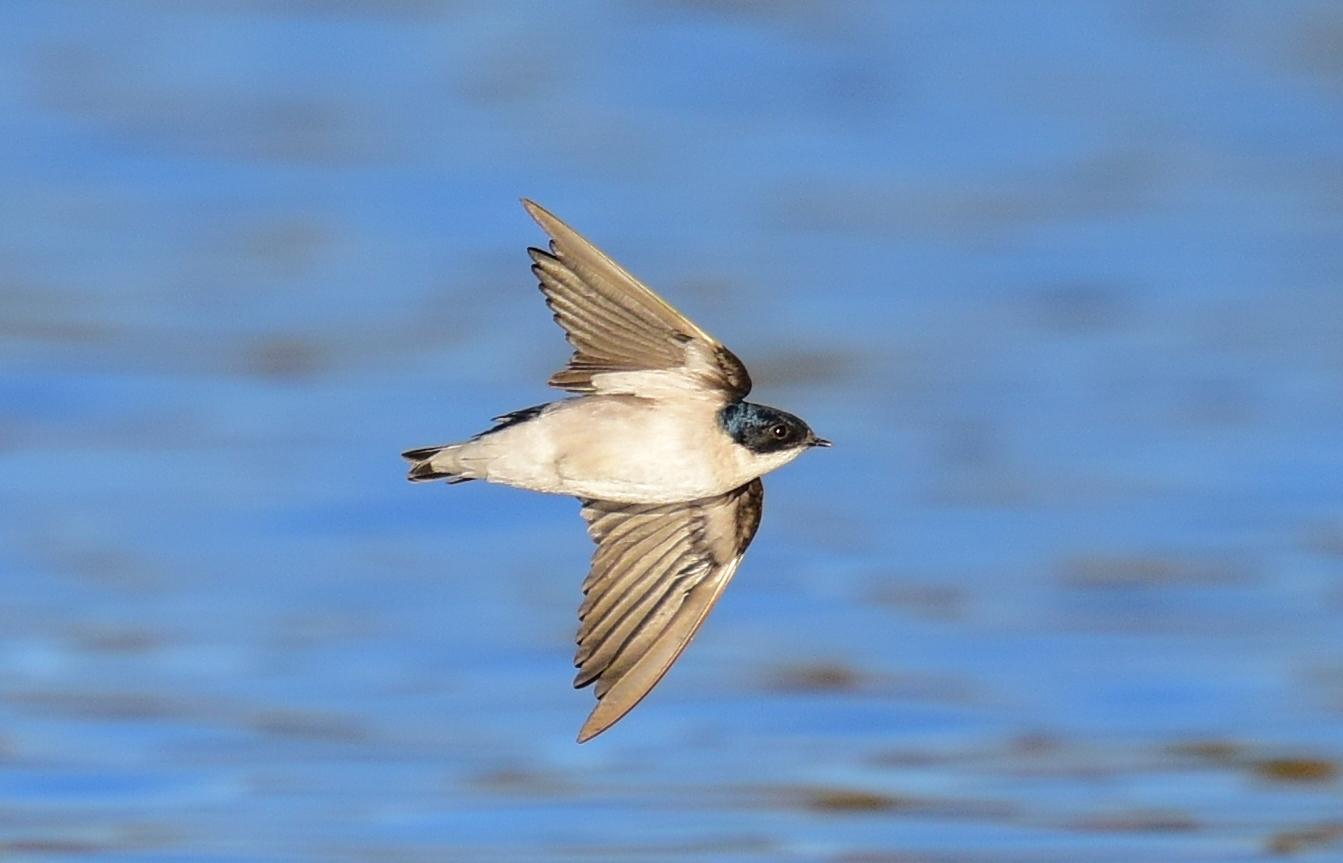 Golondrina Perlada