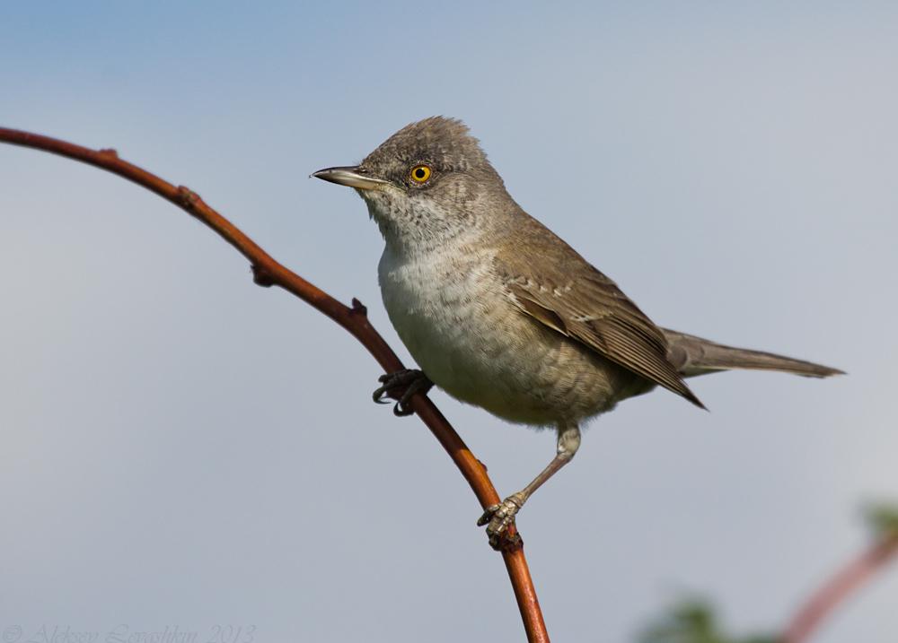 Barred Warbler