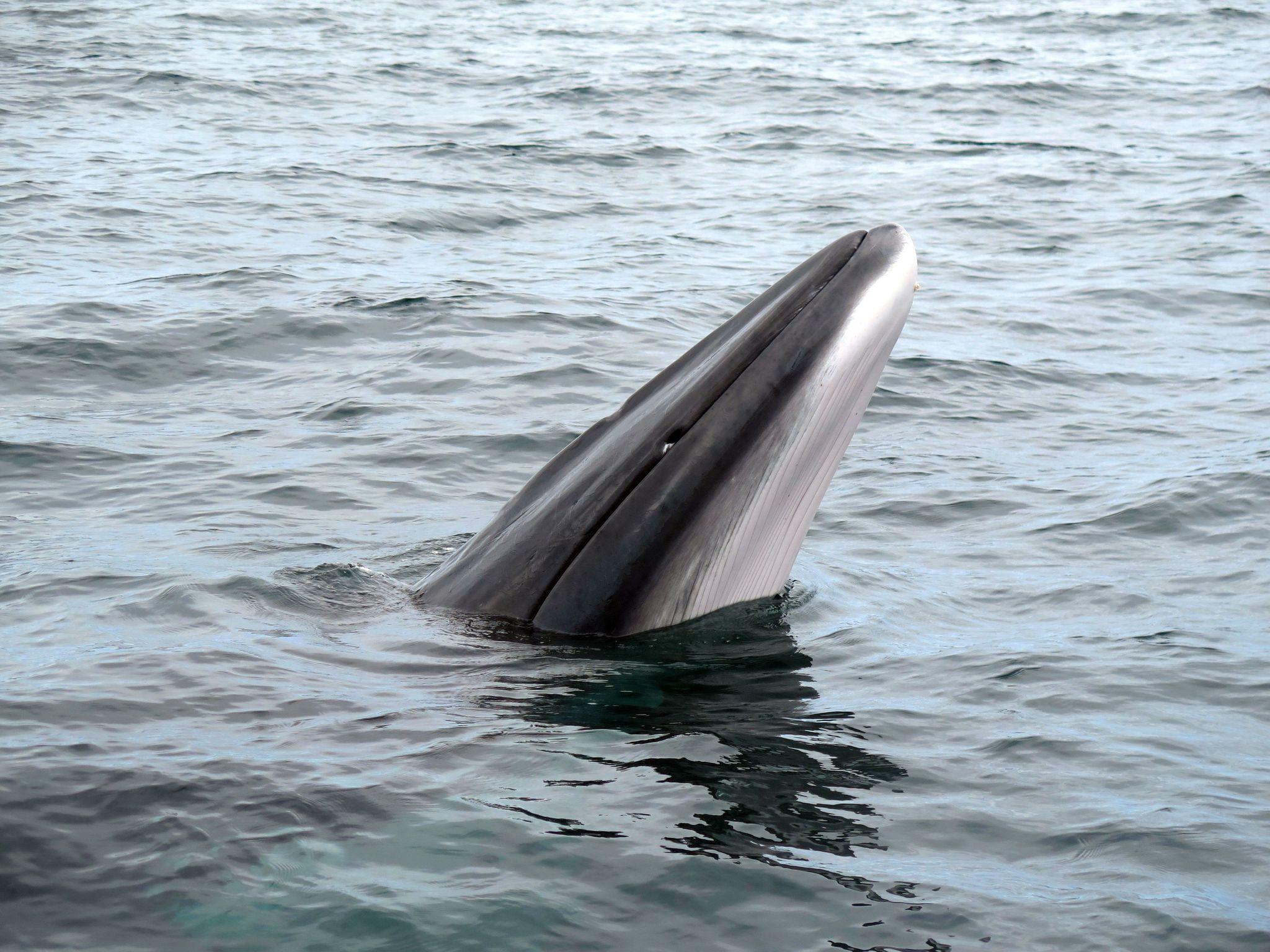 Ballena menor