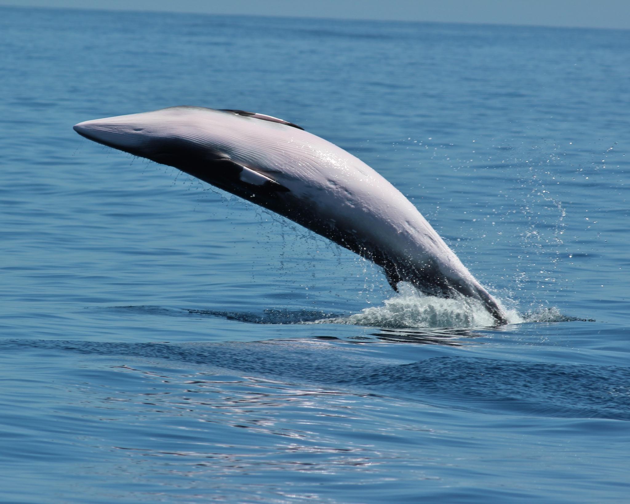 Ballena menor