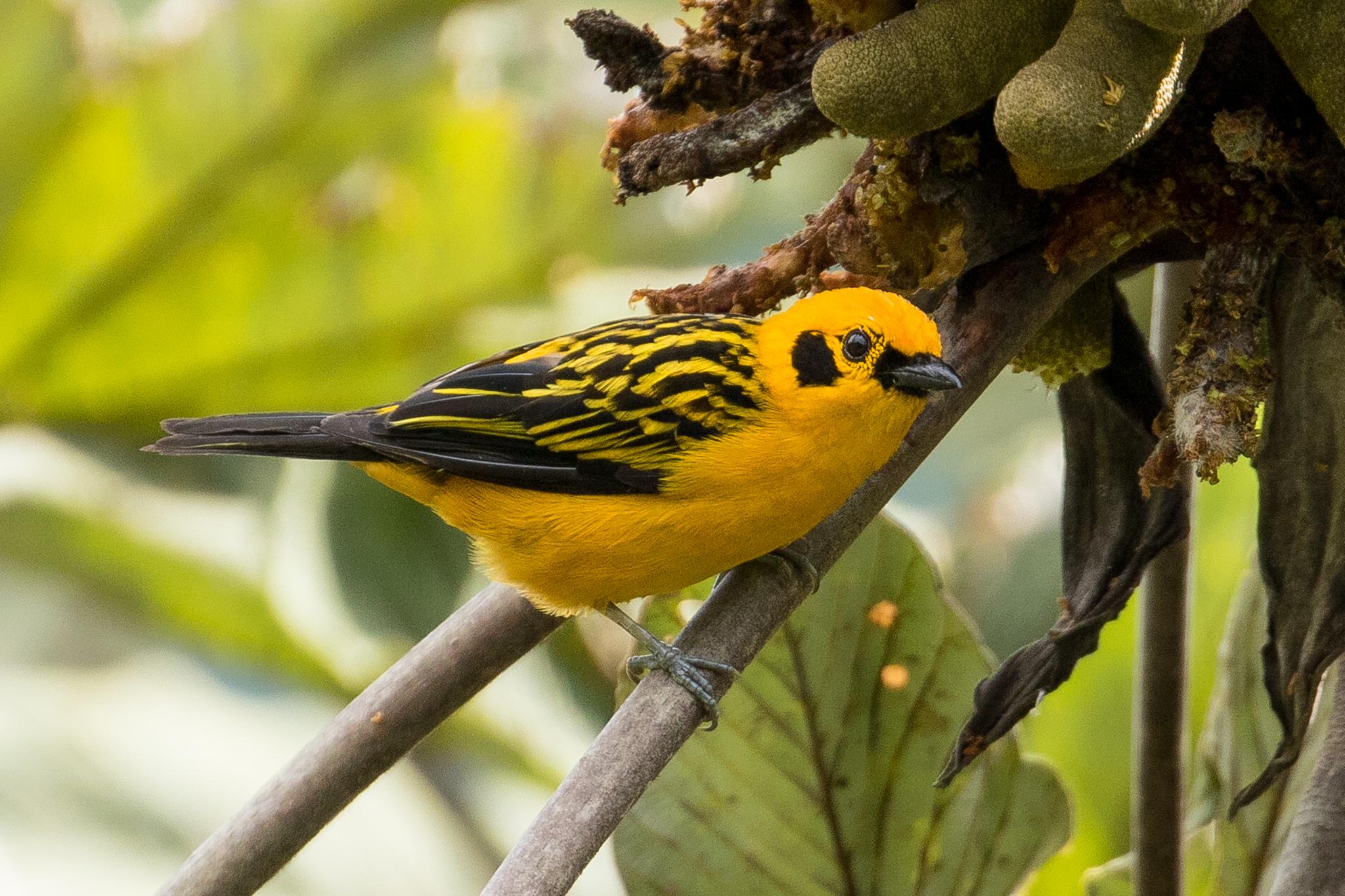 Golden Tanager
