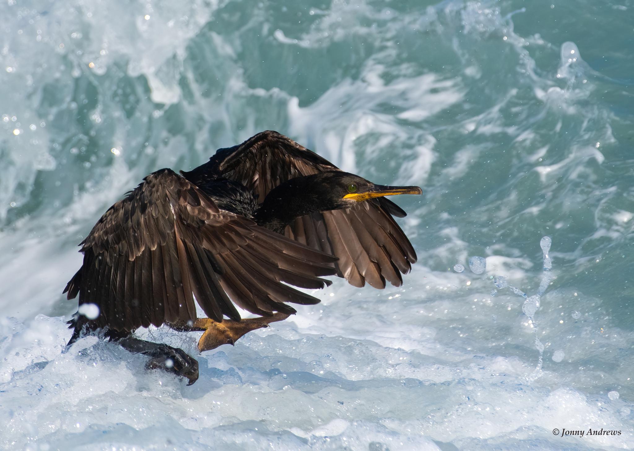 Cormorán moñudo