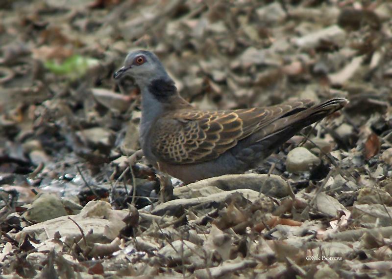 Adamawa Turtle-Dove