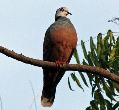 Adamawa Turtle-Dove