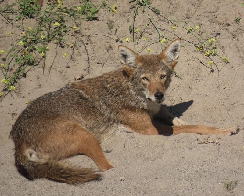Coyote