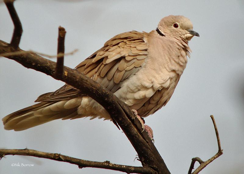 African Collared-Dove