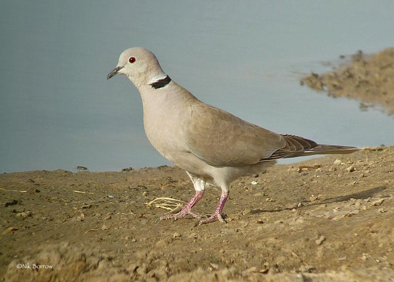 African Collared-Dove