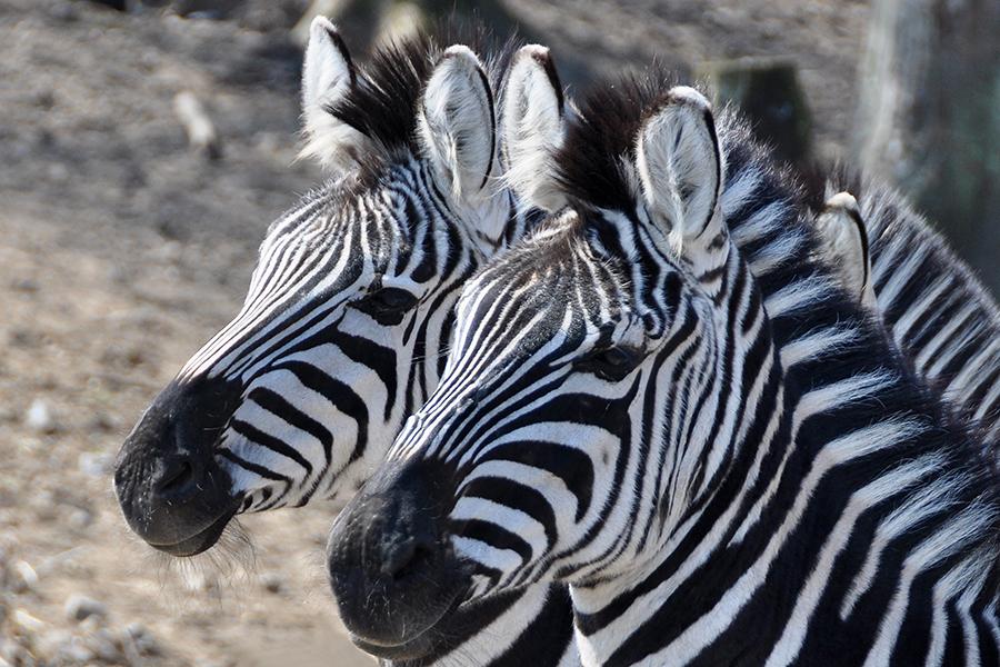 Mammals