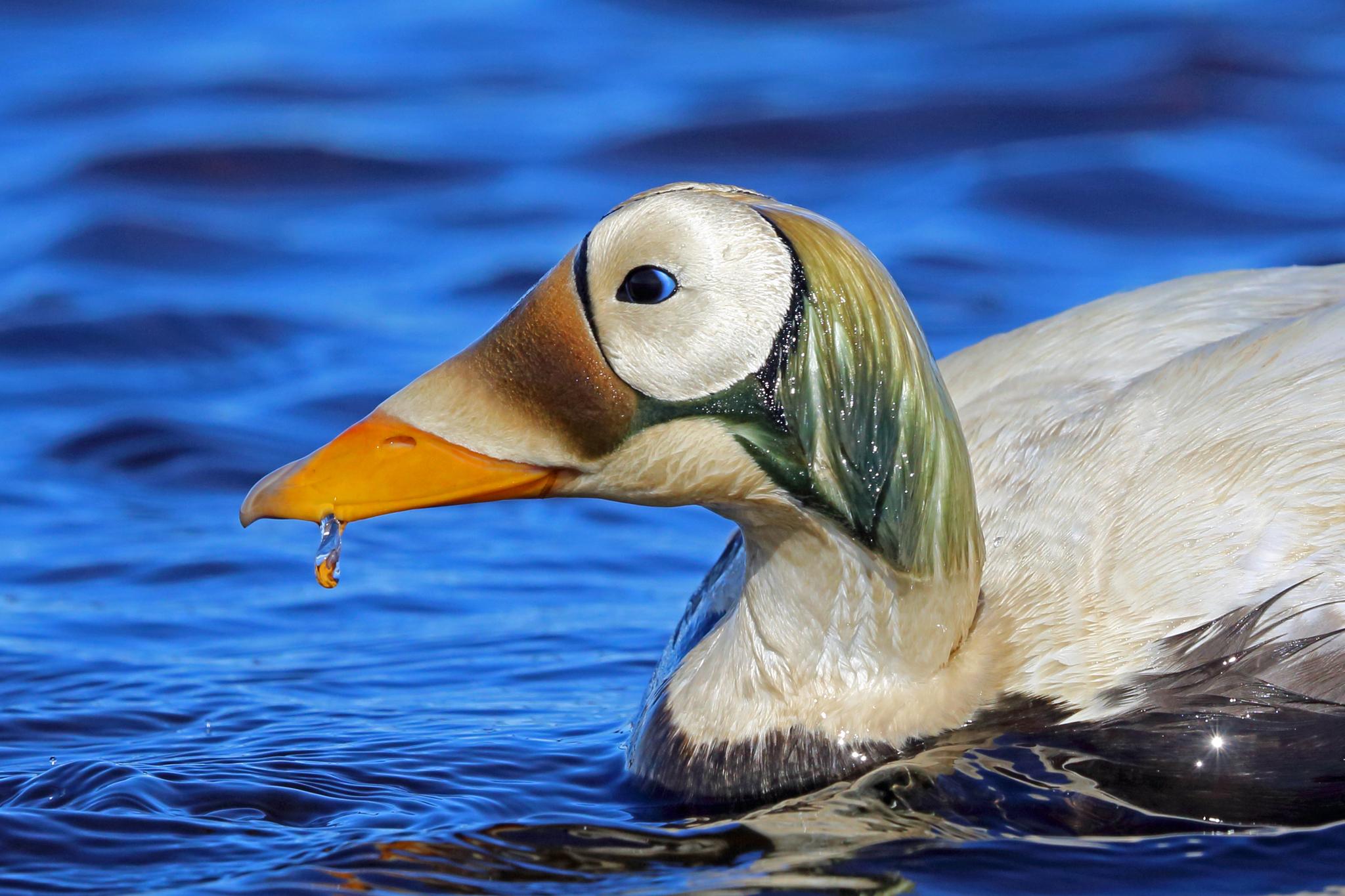 Aves