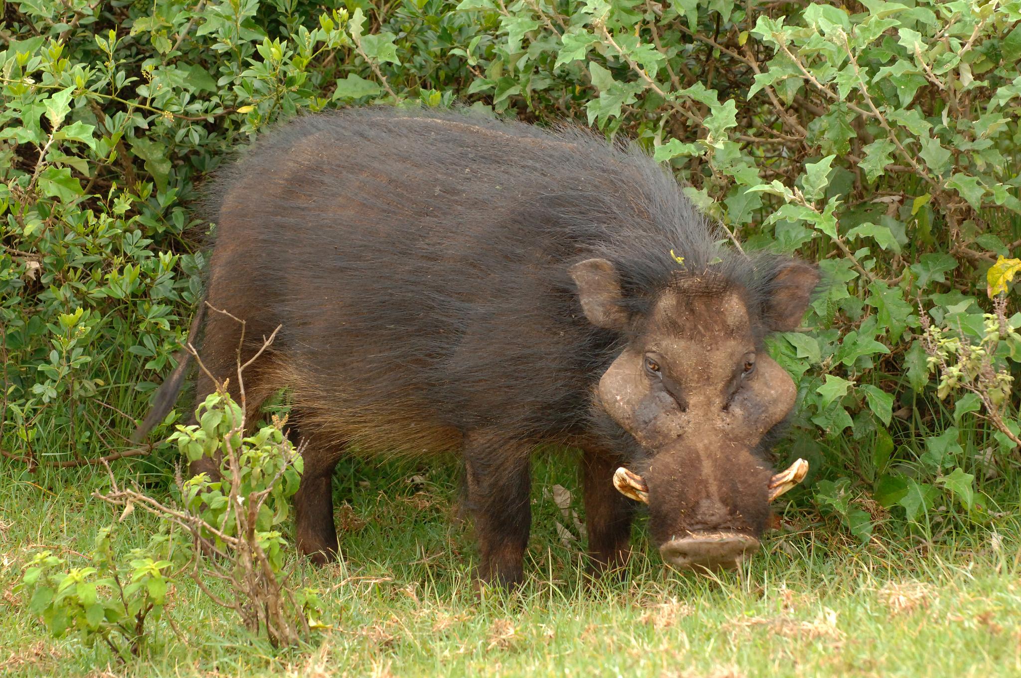 Jabalíes, cerdos y parientes