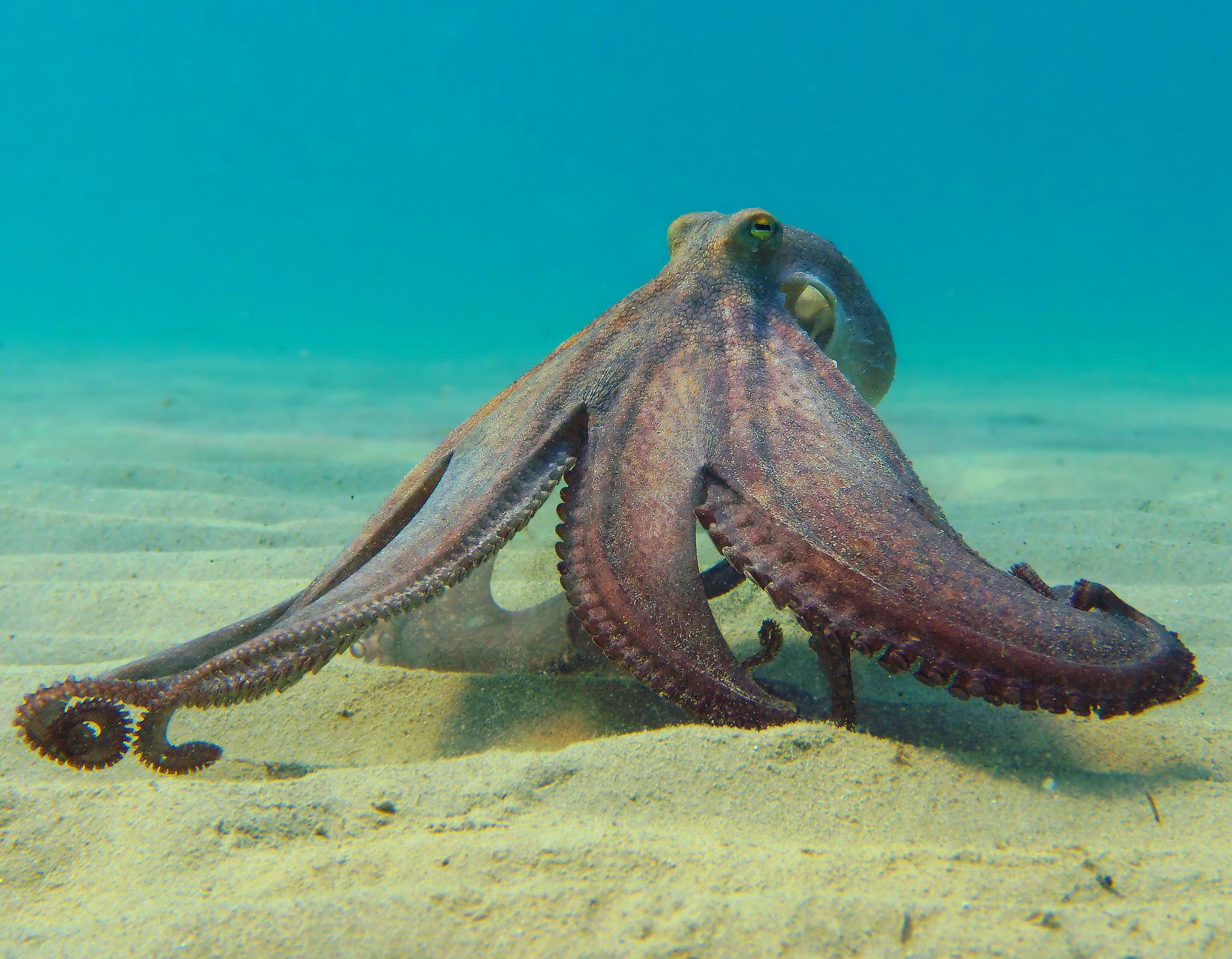 Pulpo de roca del Atlántico