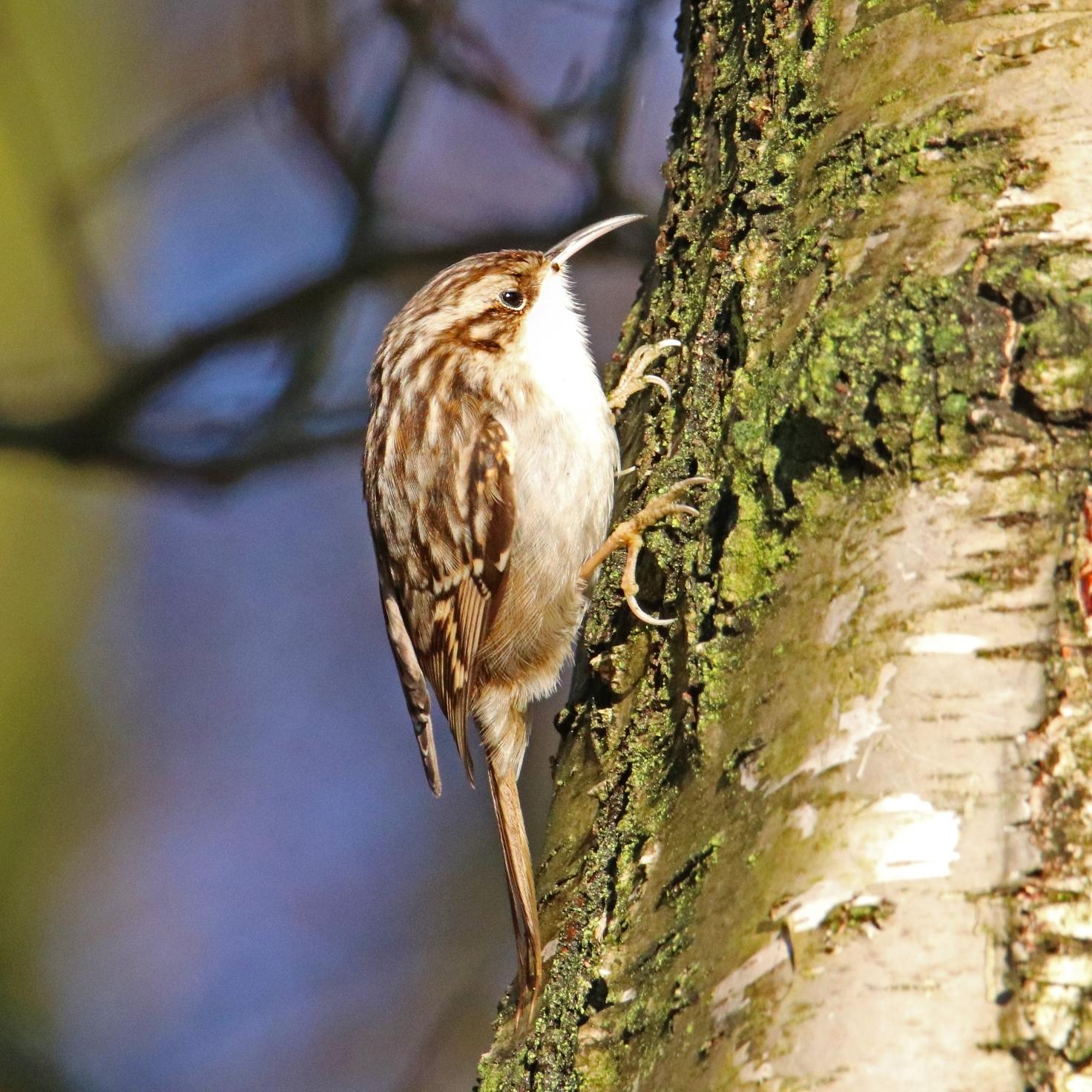 Short-toed Treecreeper