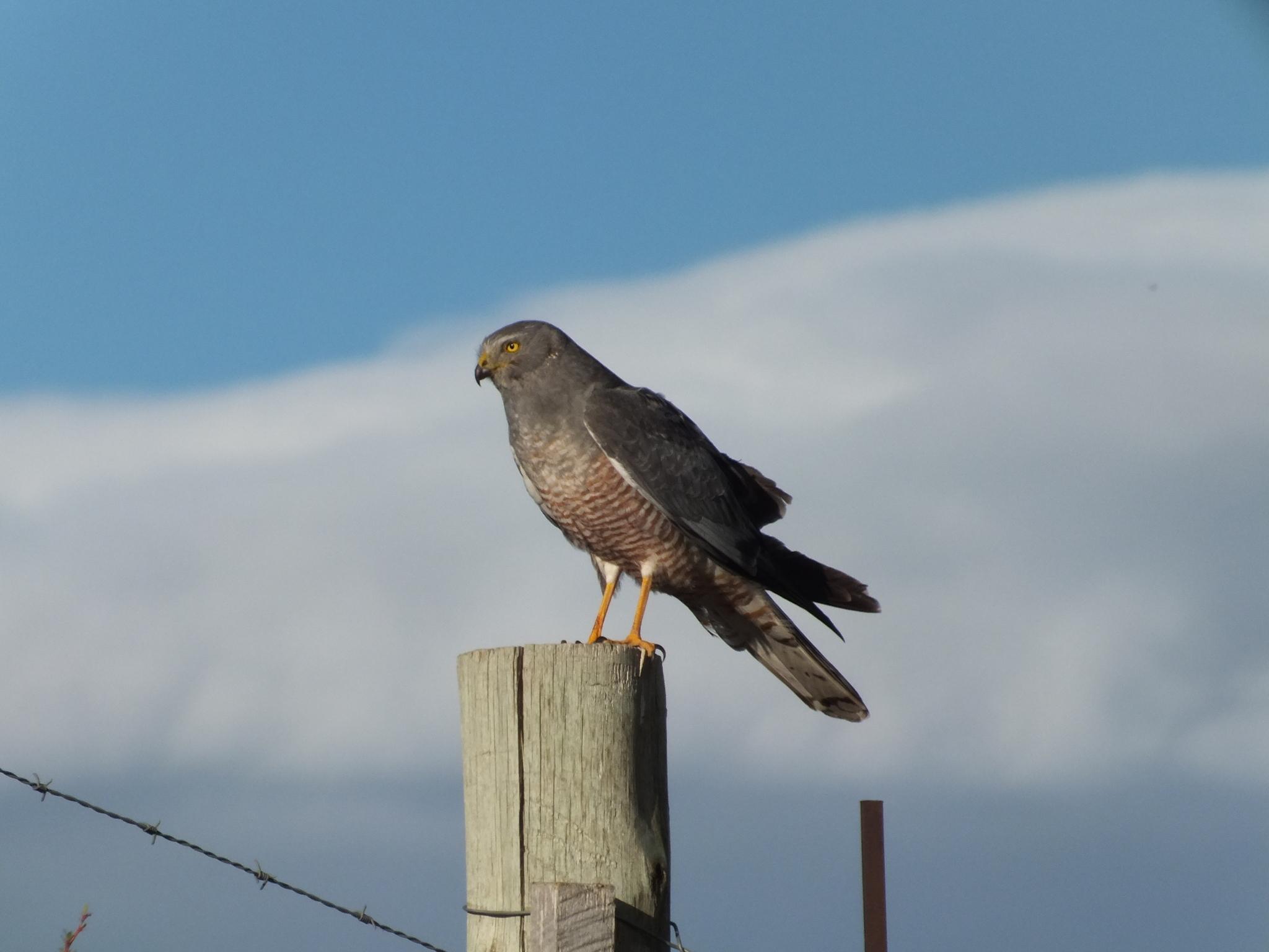 Aguilucho vari