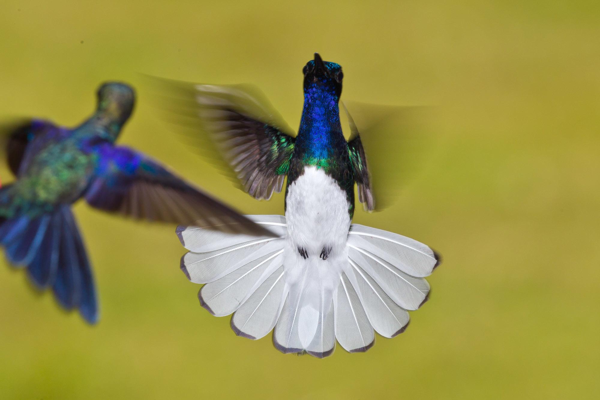 White-necked Jacobin