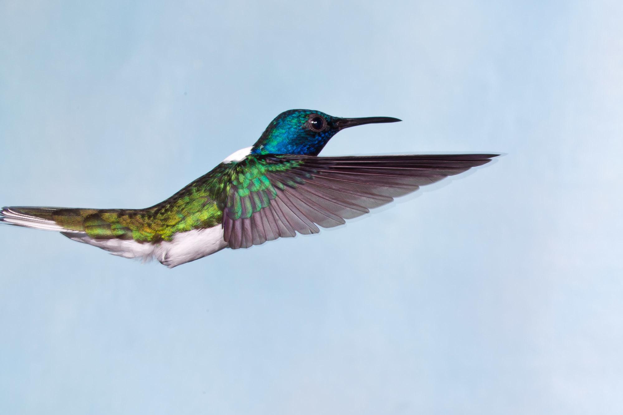 White-necked Jacobin