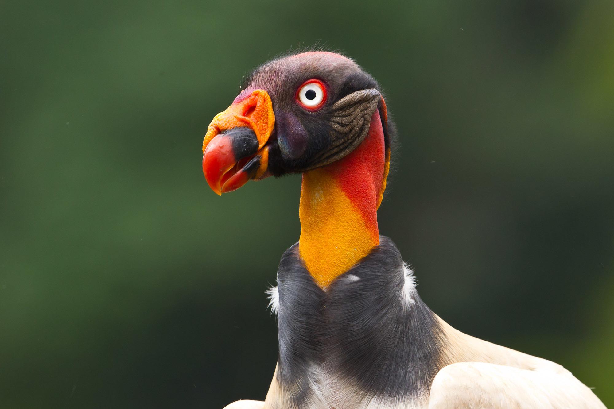 Aves
