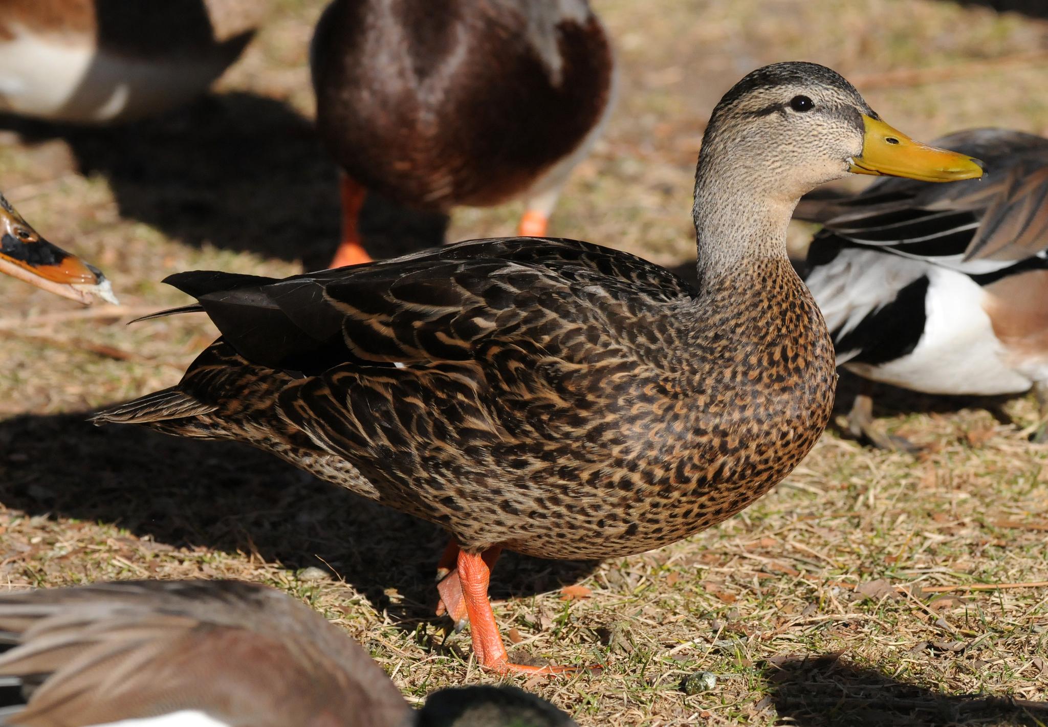 Mexican Duck