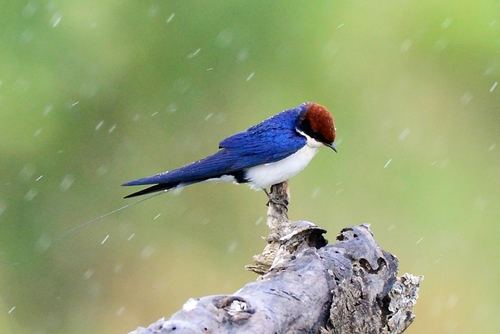 Golondrina colilarga