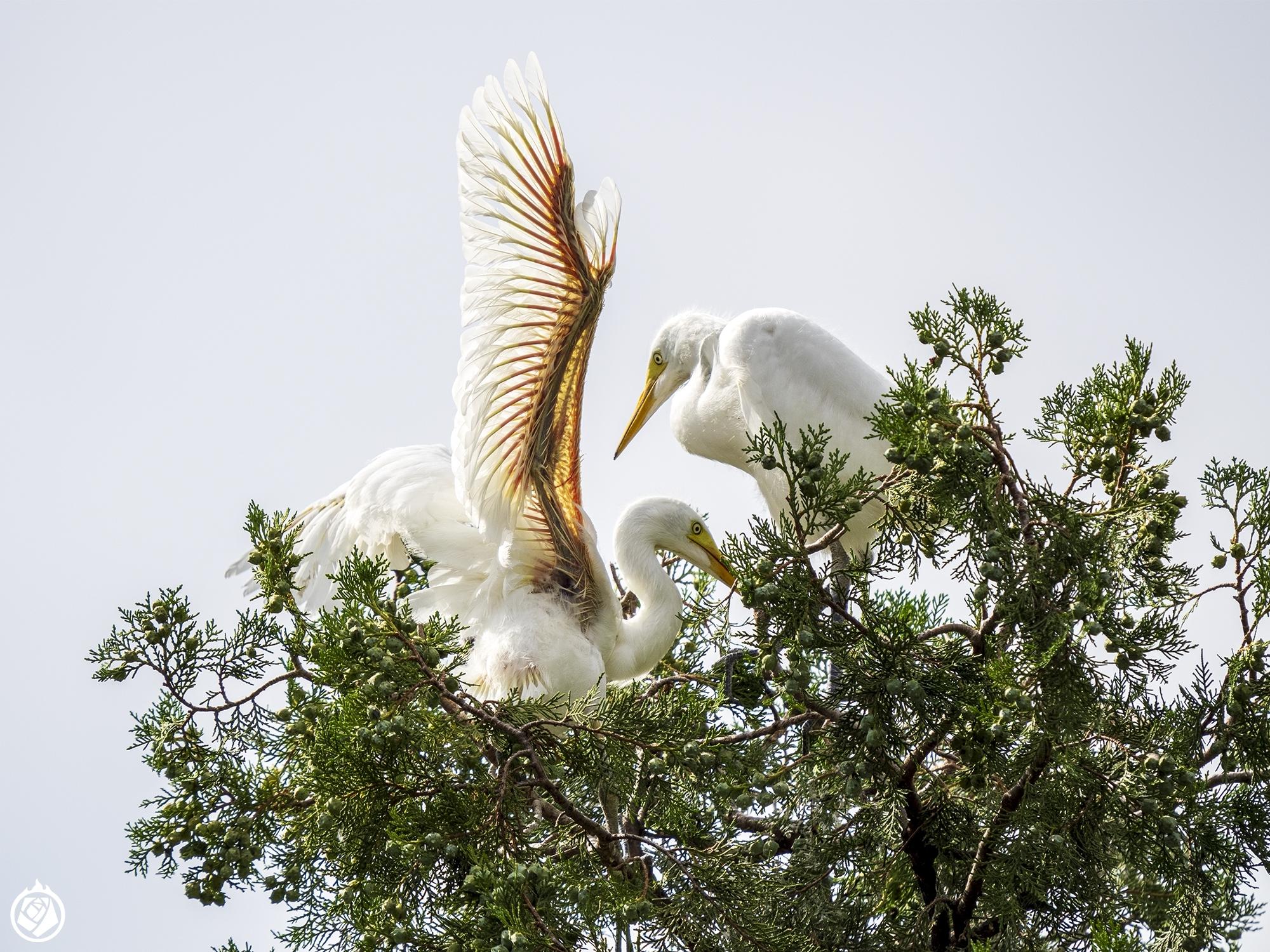 Medium Egret