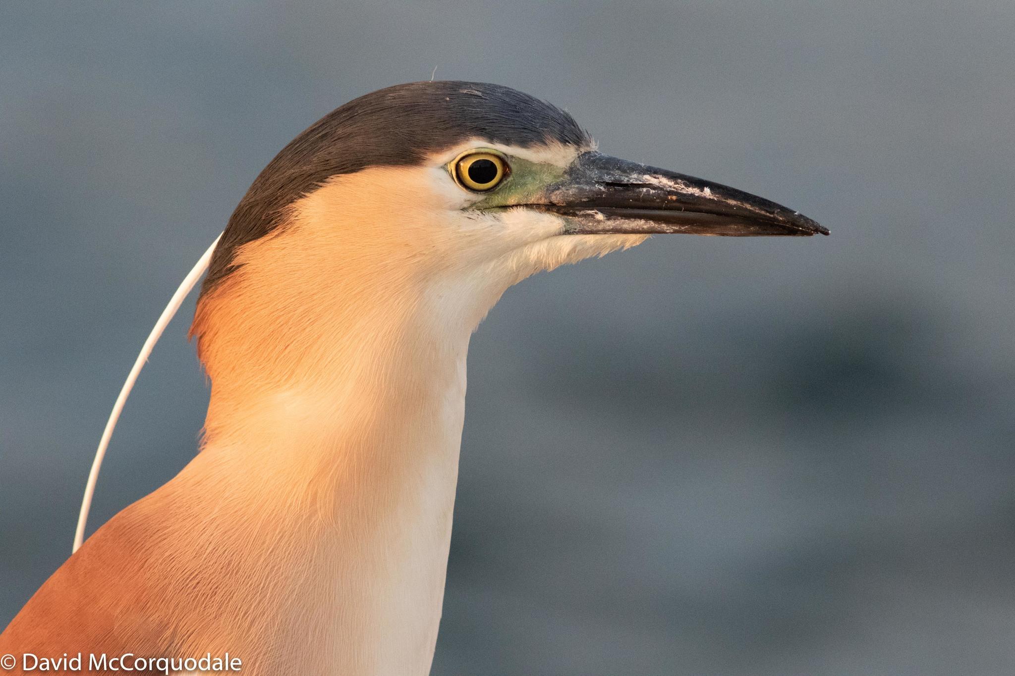 Nankeen Night Heron