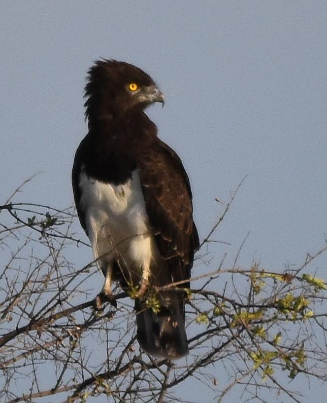 Culebrera pechinegra