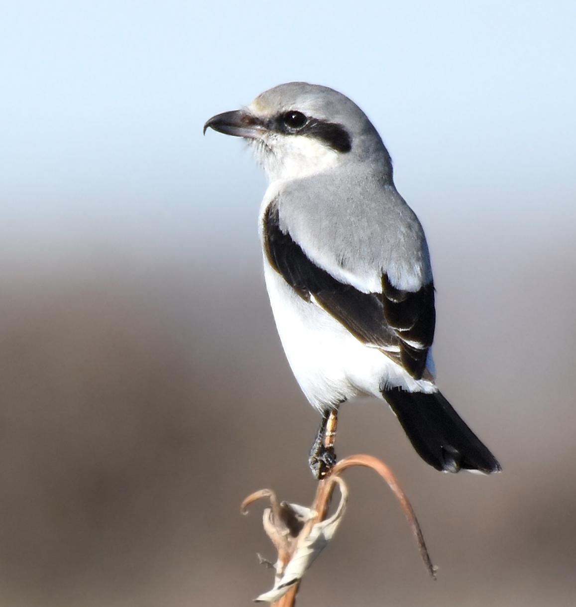 Northern Shrike