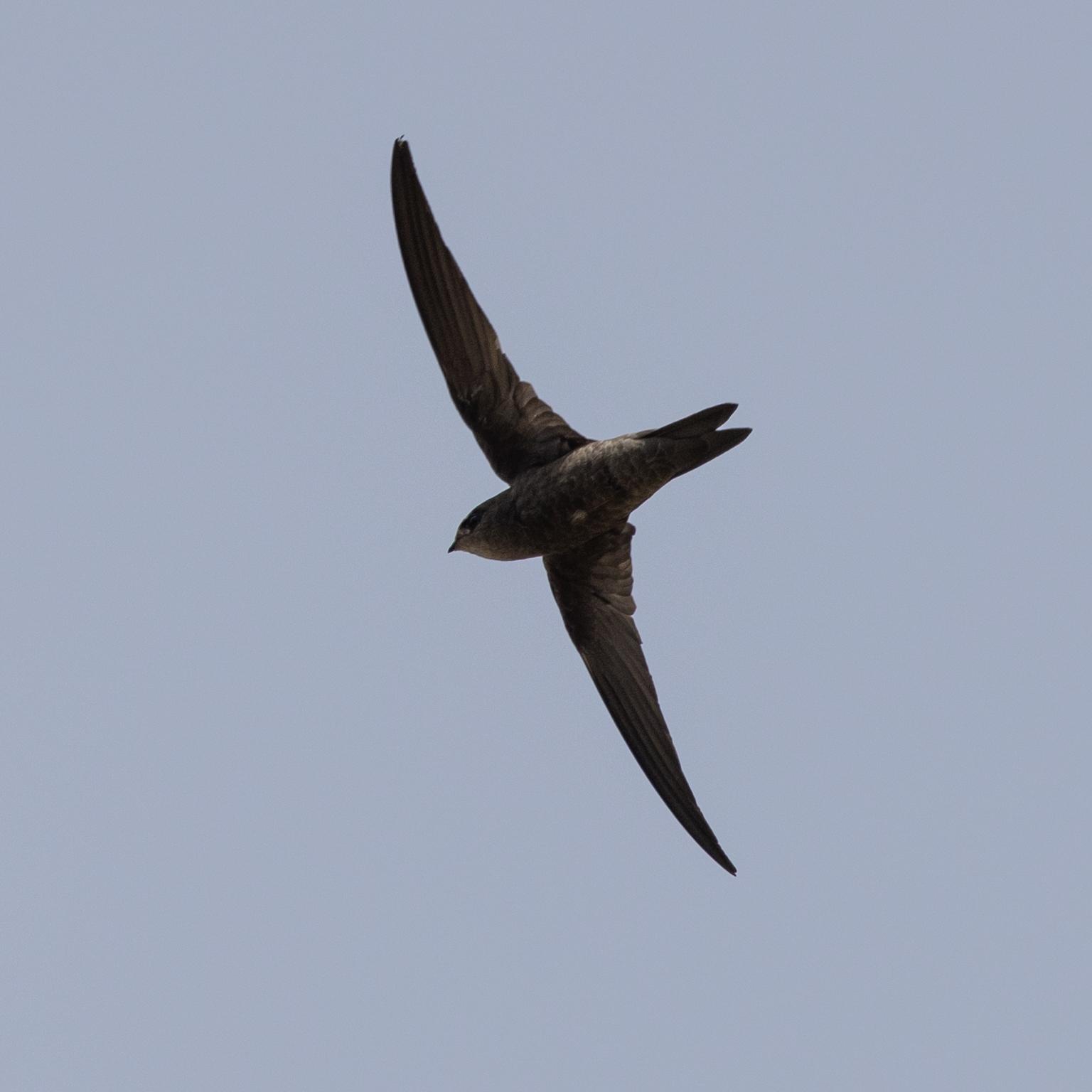 Vencejo de Cabo Verde