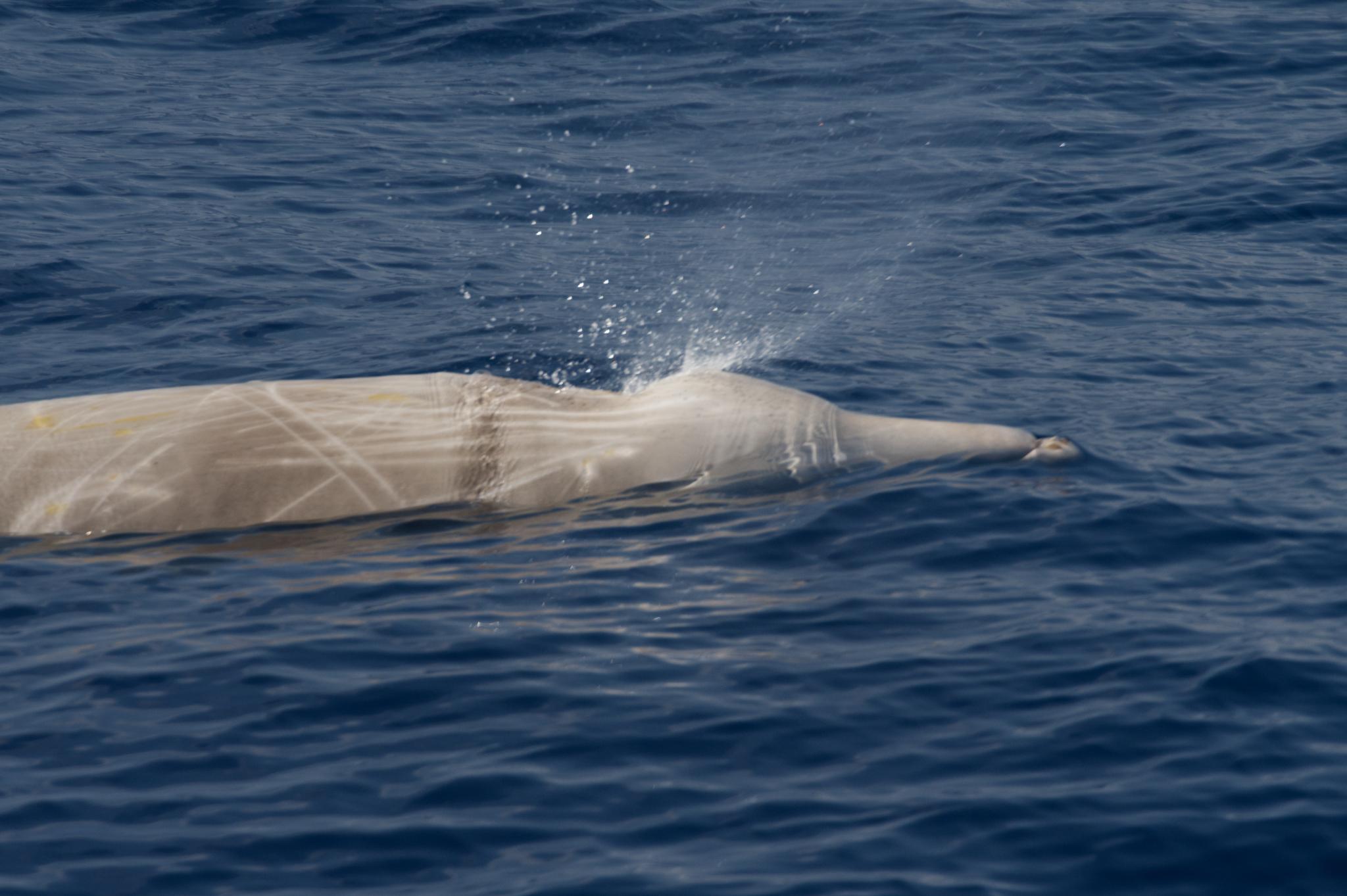 Ballena picuda de Couvier