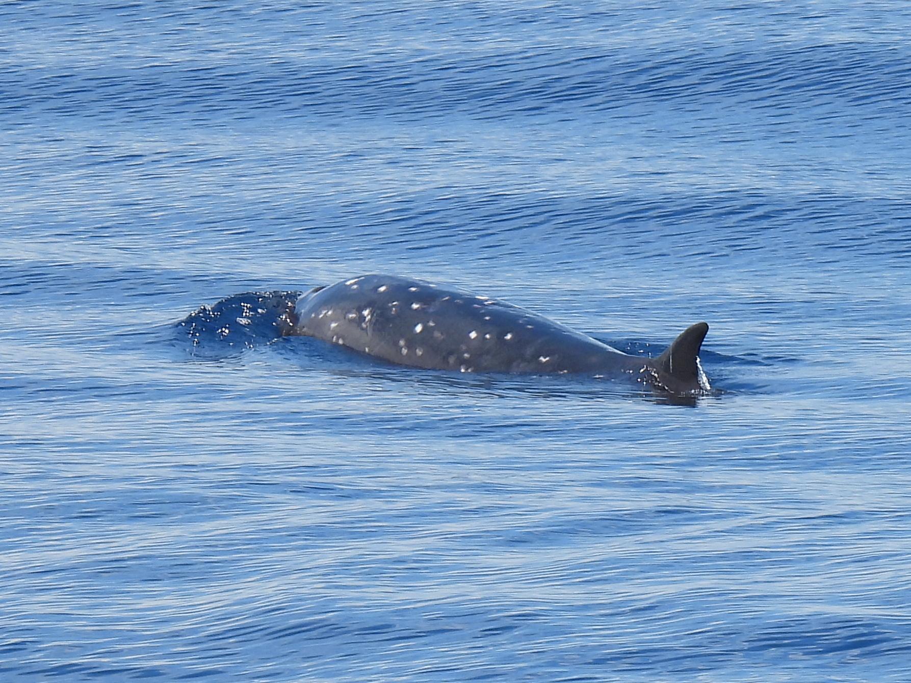 Ballena-picuda japonesa