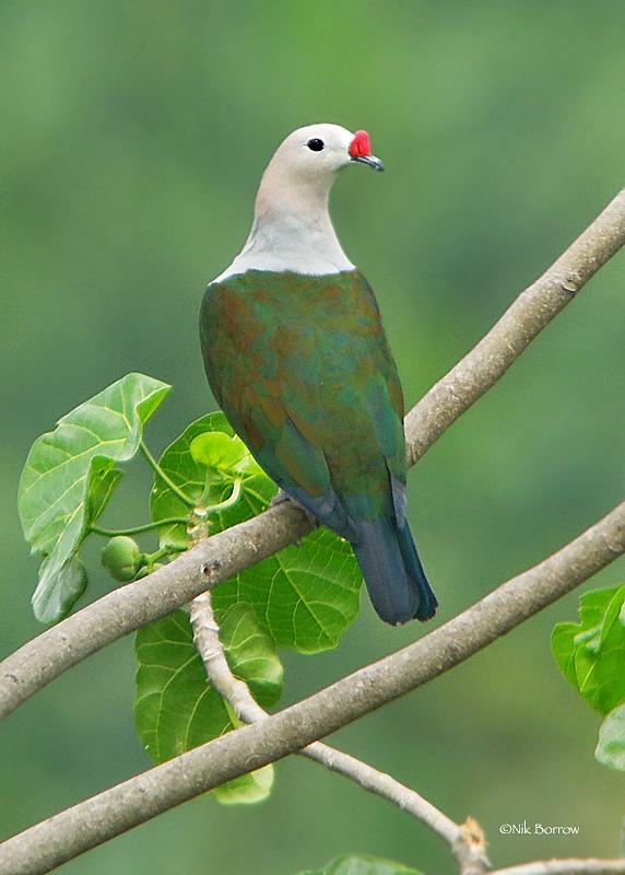 Palomas, tortolitas y coquitas