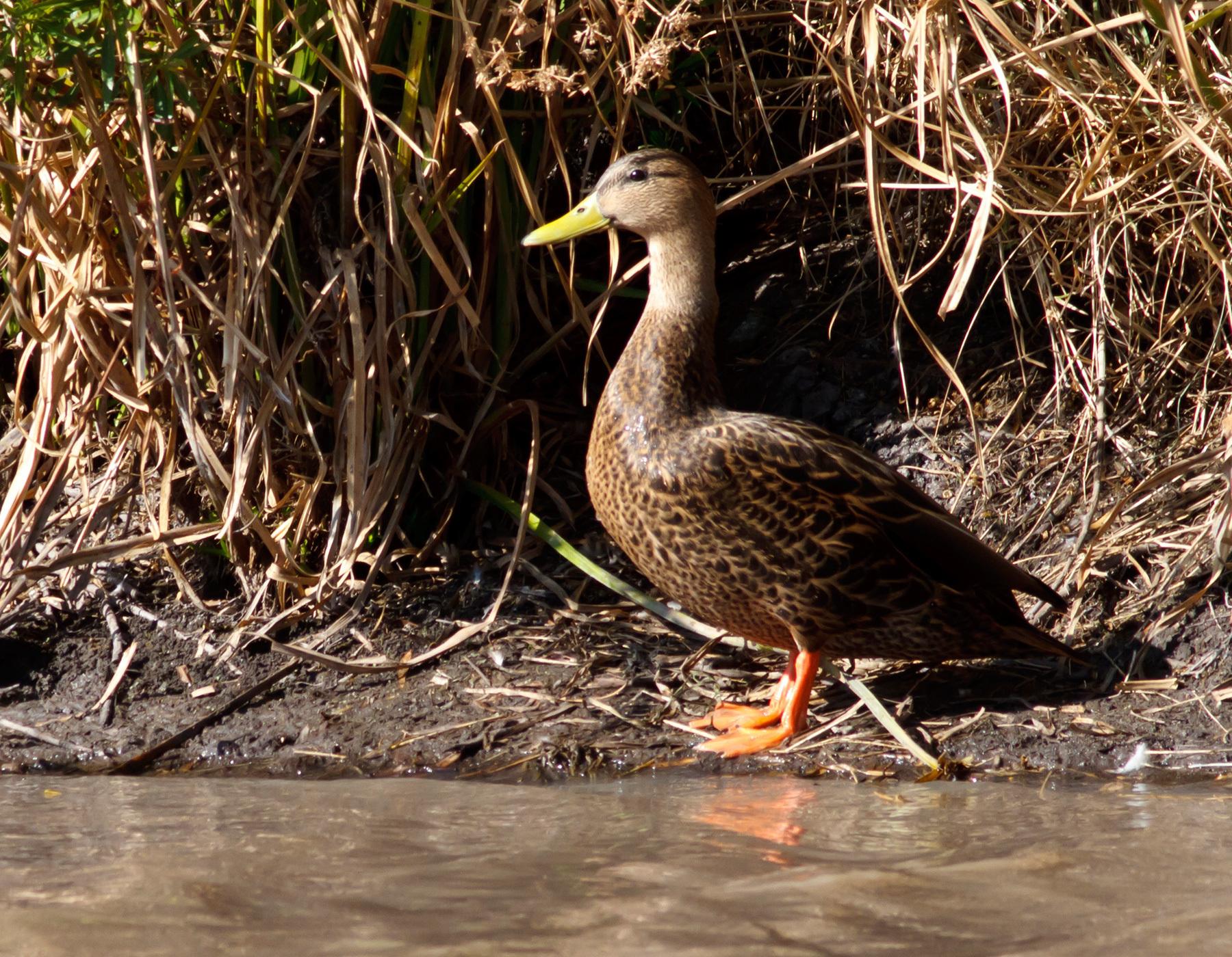 Mexican Duck