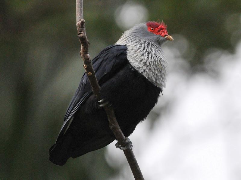 Palomas, tortolitas y coquitas