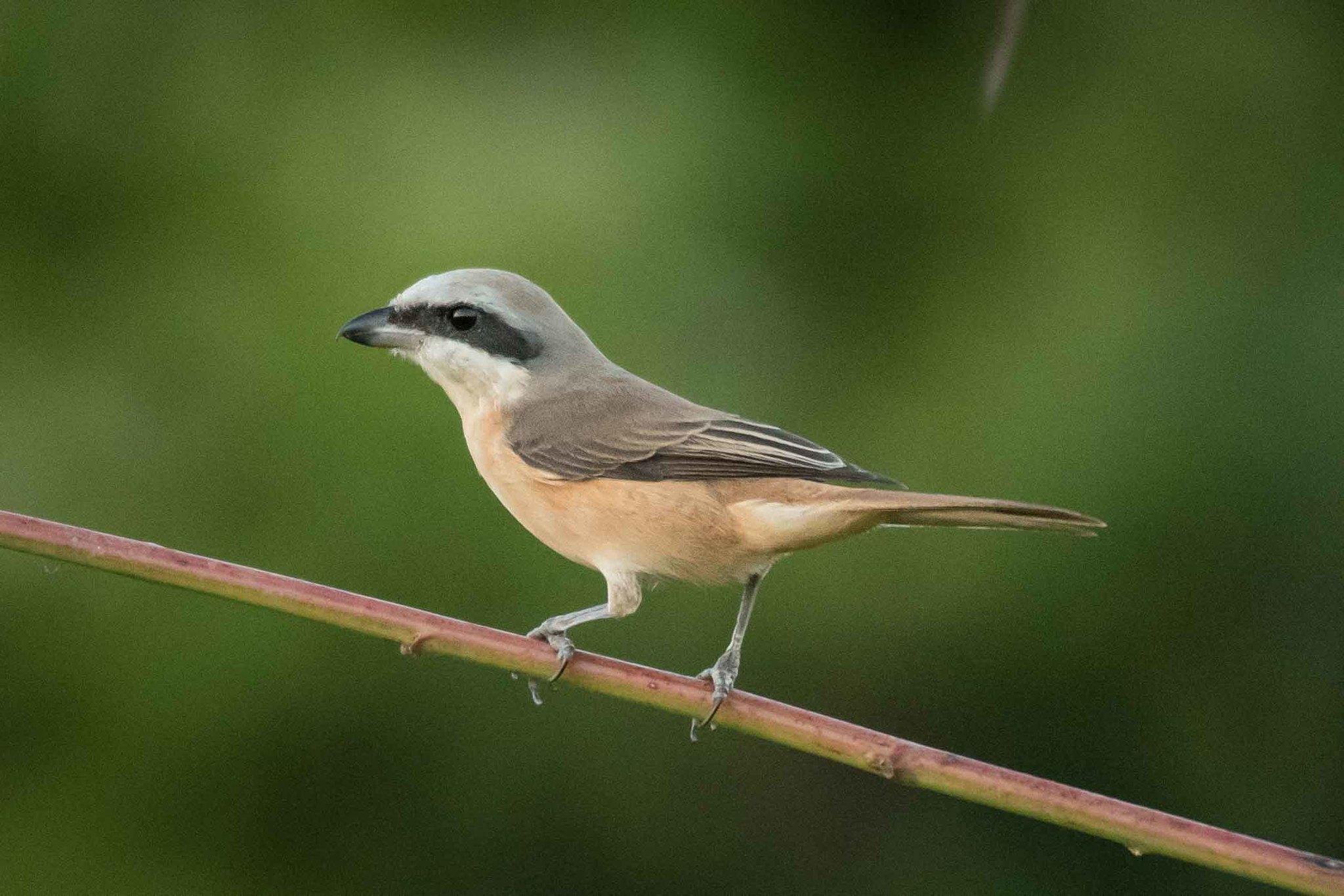 Brown Shrike