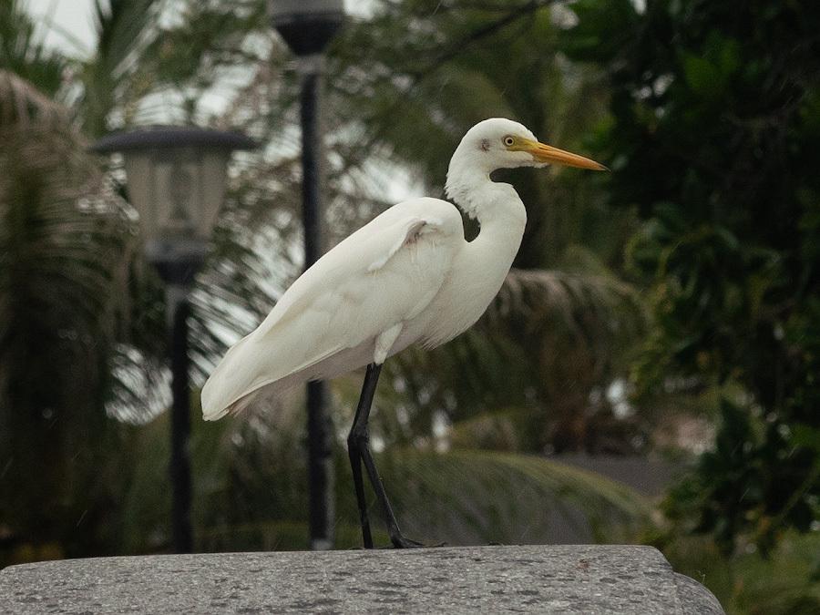 Medium Egret