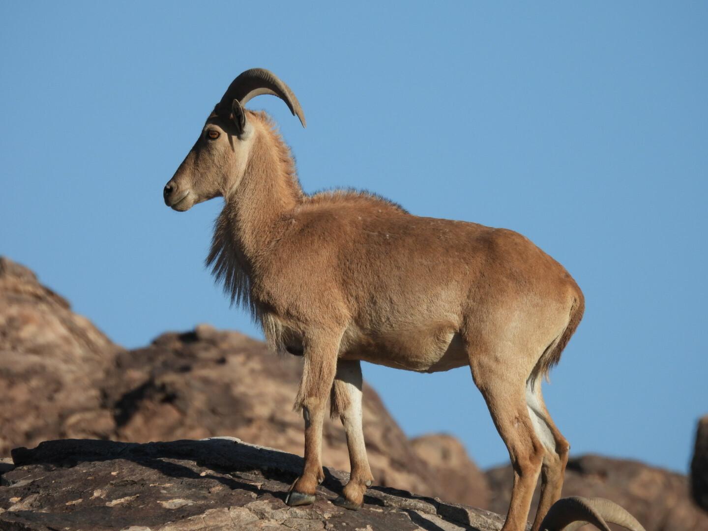 Borrego Aoudad