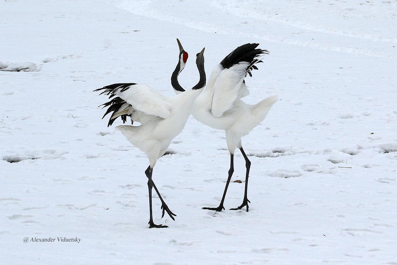 Grulla de Manchuria