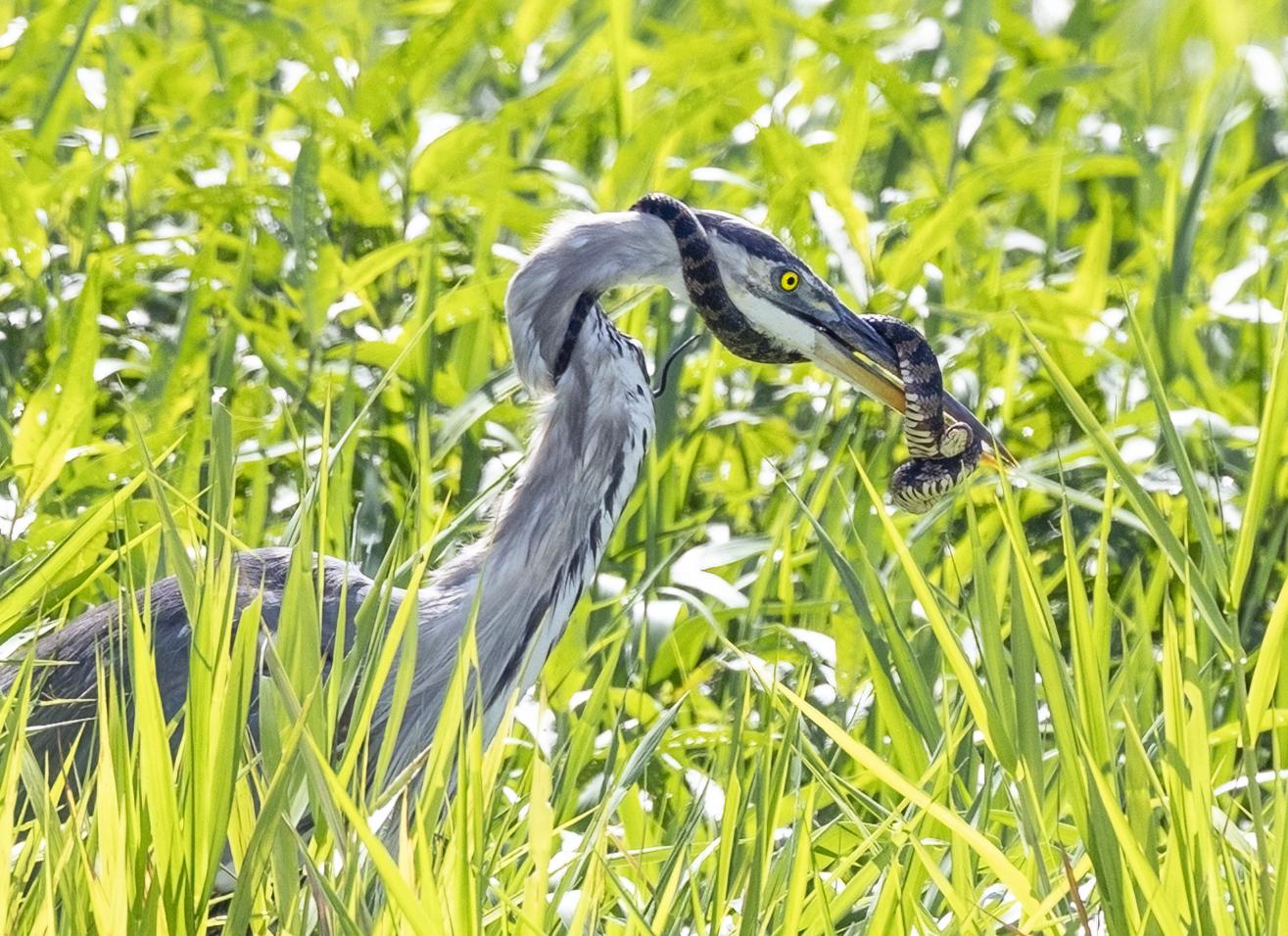 Garza morena