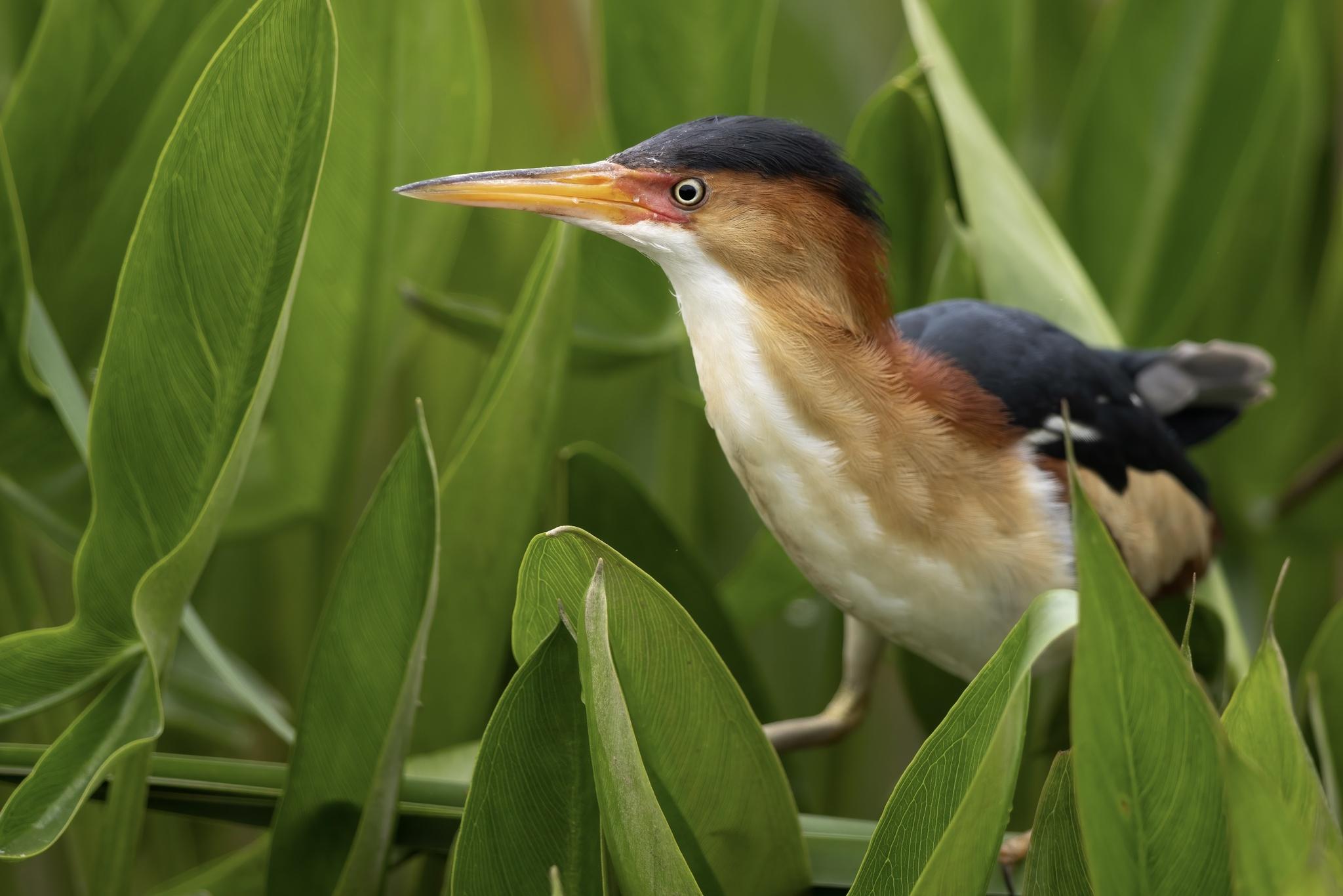 Garzas