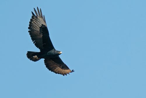 Águila cafre