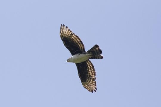 Águila congoleña