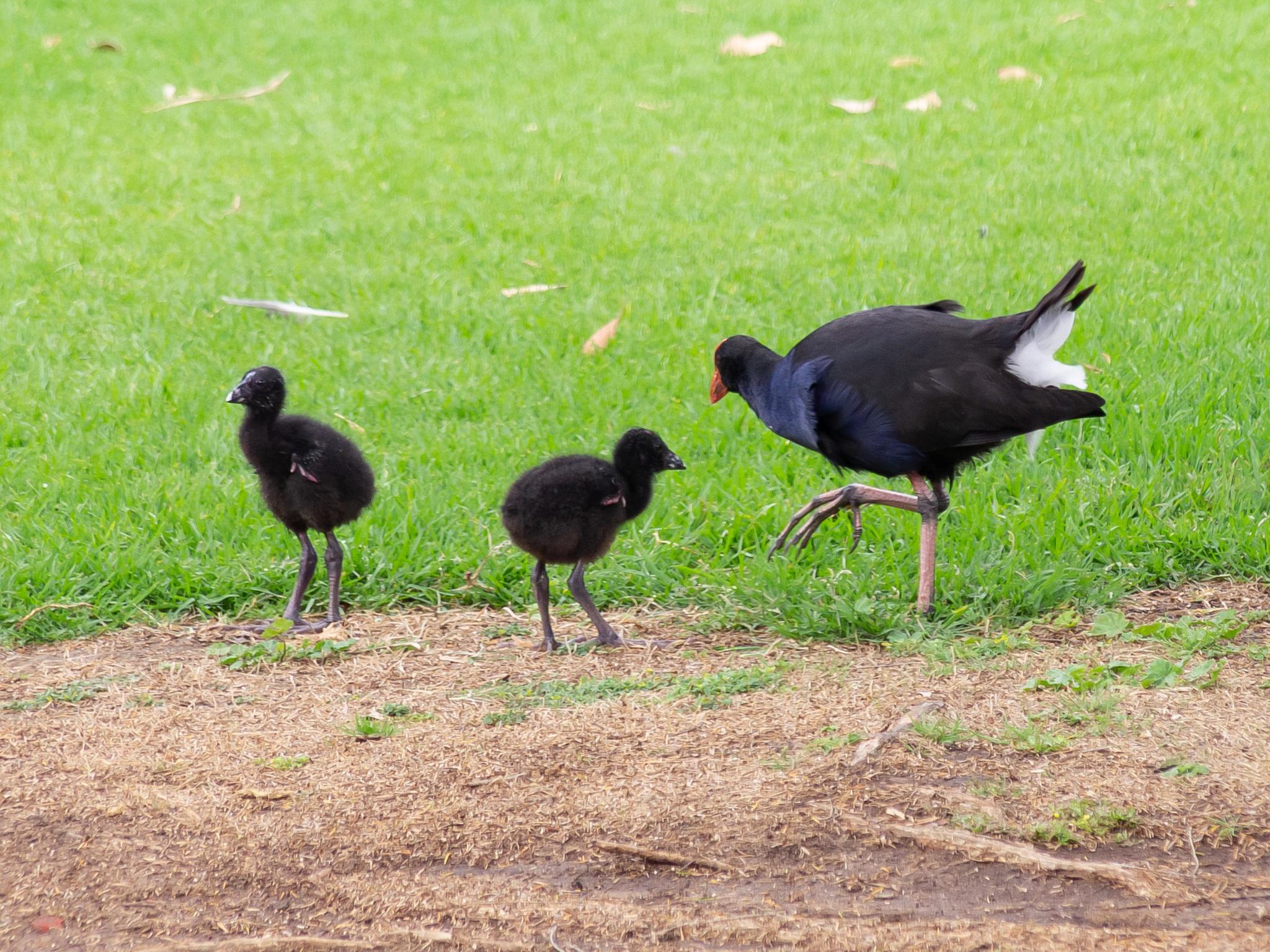 Calamón pukeko