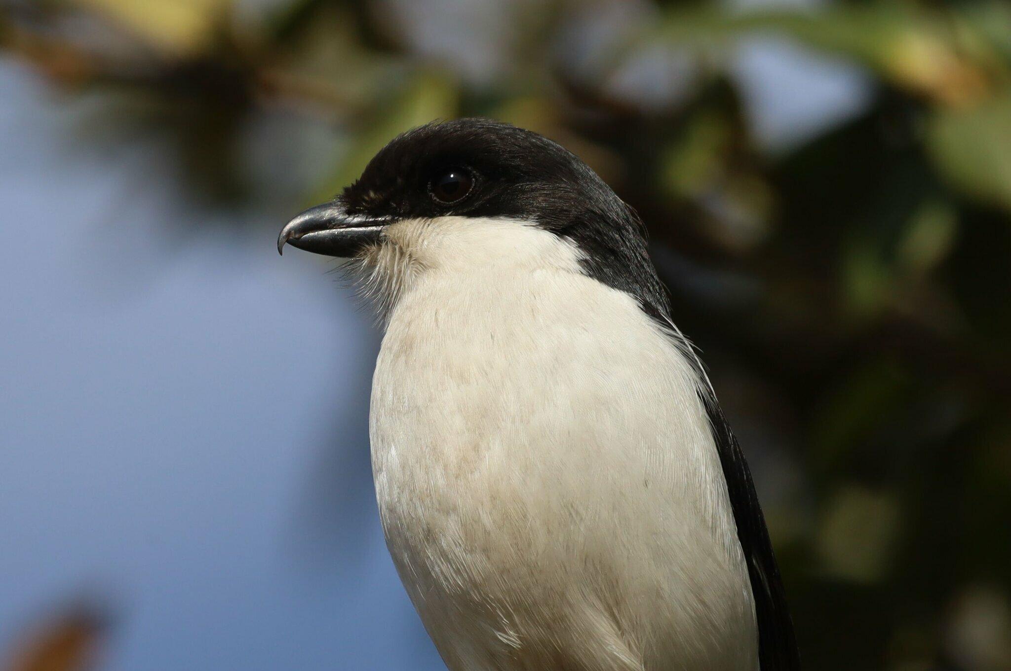 Southern Fiscal