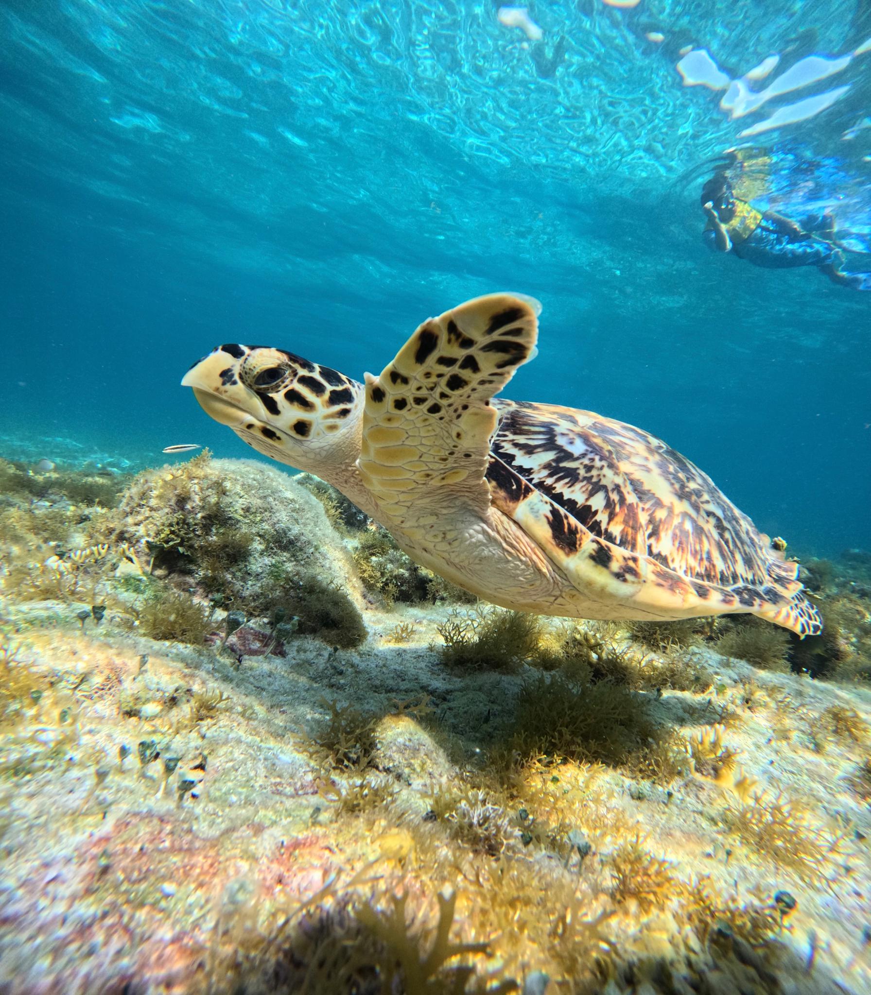 Tortuga carey