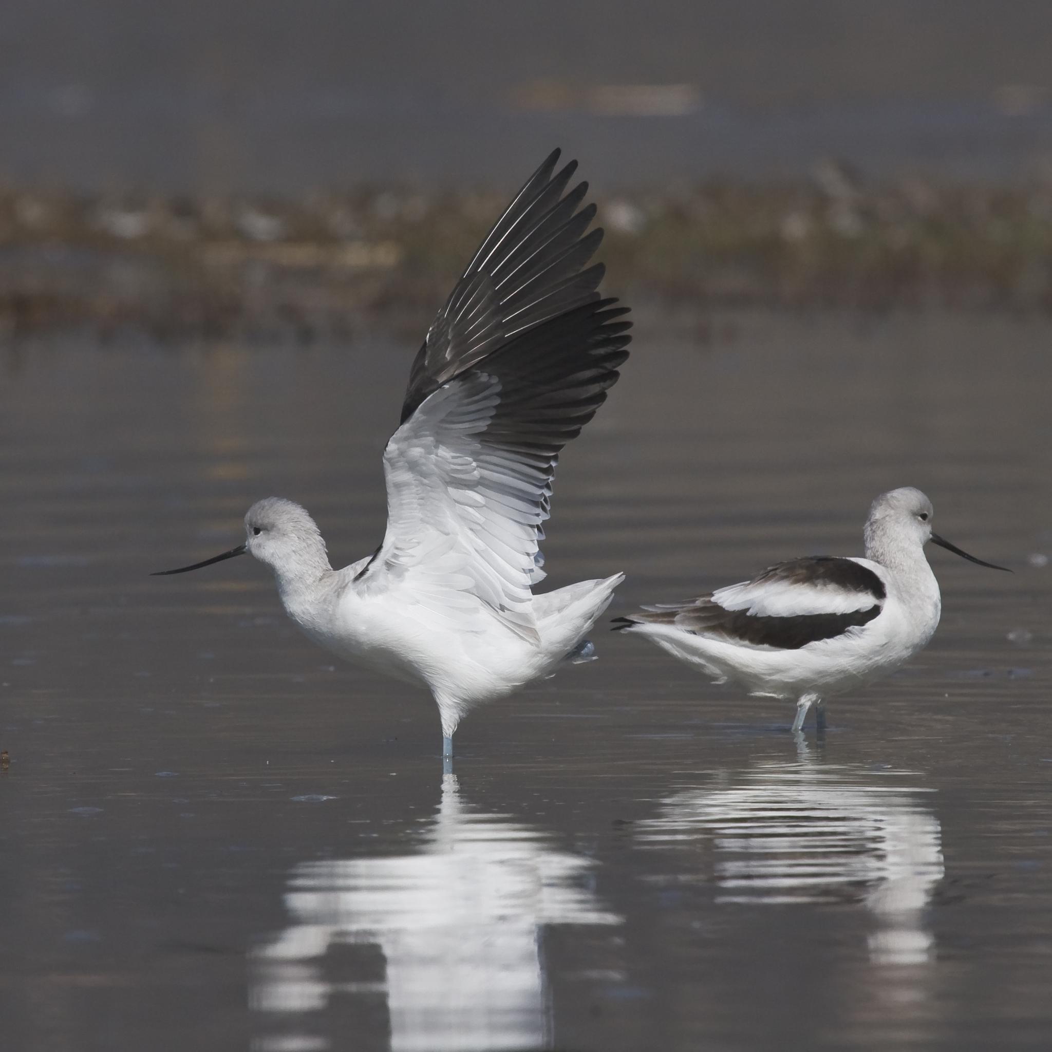 Avoceta americana